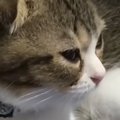 子猫に『猫用ベッド』を買ってあげたら…まさかの『尊すぎる光景』が76…