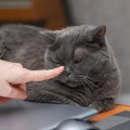 猫は『鼻』を触ると嫌がる？3つの気持ちとコミュニケーションで使われ…