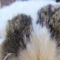 そぼろ丼を食べていると、そばにやってきた猫…『表情』を見ると→『愛…