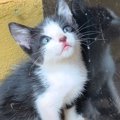 凶暴な子猫を保護して15ヶ月が経過したら…想像もできなかった『現在の…