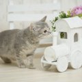 猫の嫌いな匂い５つで侵入を防ぐ方法