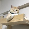 猫との生活で考えるべき『家具の選び方』５つ