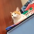 収納ケースの上に乗っていた『猫』→名前を呼んでみたら…まさかの反応に爆…