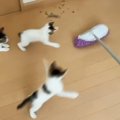 モップ掛けをしていると、『子猫たち』が…全力で追いかけ始める『可愛い光…