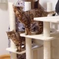 何ができるの？キャットタワー組み立てに興味津々な猫さんたち！