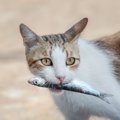 肉派？魚派？『猫の食性』に関して知っておきたいこと3つ　愛猫の食事…