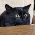 黒猫の前で『指をトントン』してみた結果…まさかの『耳が収納されてい…