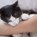 猫に噛まれたときの正しい対処法４つ