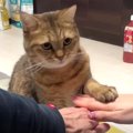 おててが可愛すぎて悶絶…♡猫さんに「えいえいおー！」を教えてみた結果