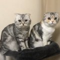 性別によって違う？！猫の飼い方５ポイント