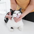 猫も注意しなければならない「生活習慣病」