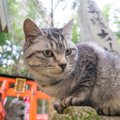 日本猫(和猫)の種類と特徴8選！海外でも人気があるって知ってた？