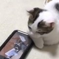 若かりし頃の自分の動画をみて動揺を隠しきれない猫ちゃん