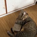 爪とぎをガッツリホールド！またたびにメロメロになっちゃう猫さん