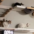 『誰かお父さんと寝ませんか』→猫たちに聞いてみると…涙が止まらない…