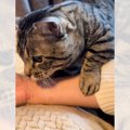 飼い主にかまってほしい猫→腕に前足をかけると……愛が伝わる『まさかの行動…