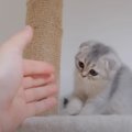 子猫が『大きなキャットタワー』の一番上まで登った結果…まさかの『尊…