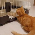 残ったひと口を求めて！ケージの隙間に手を伸ばす猫ちゃん