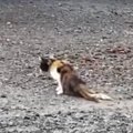 足を引きずるようにして歩いていた野良猫を保護したら…涙あふれる『2…