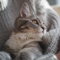 猫を迎えたなら必ず守るべき『終生飼養』の約束　愛猫を生涯大切にす…
