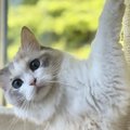 猫が『ハイテンション』になるシーン4つ