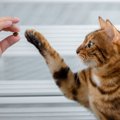 2月22日『猫の日』は何をする？6つの素敵な過ごし方！