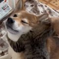 ヒーターの前でくつろぐ柴犬→『子猫』が抱きついてくると…尊すぎるやり取…