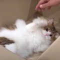 『捨てちゃだめニャ！』お気に入りの箱を守る猫くん