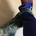 愛猫をちょっぴり驚かしてみたら…想像を遥かに超える『衝撃の仕返し方…