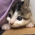 人懐っこい子猫を保護してみたら天使すぎた…無邪気な行動にキュンキュ…