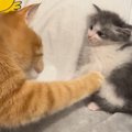 警戒心MAXの『新入り子猫』に……先住猫が見せた『優しい対応』が尊すぎ…