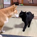 猫が大好きな柴犬に『ちょっかい』を出し続けた結果…優しい対応にほっ…