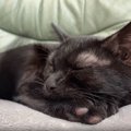 おやすみ中の猫をタイムラプスで撮影してみたら…想定外の『可愛すぎる動き…