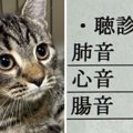 検診にいった猫、『肺と心臓の音が聴こえない』と告げられて…まさかすぎる…