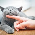 猫がする『笑顔』の見分け方とは？見られるタイミング4つ！