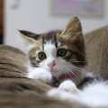 猫の命令は絶対！飼い主が言いなりになってしまうこと5つ