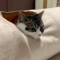 おやつちょうだい！おねだりする猫親子♡