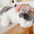 冬休みは愛猫におもてなしするチャンス！飼い主にできる５つのサービス