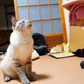 激怒していた猫→何かなと思っていたら…判明した『まさかの理由』が尊…