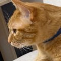 『ほんまに涙出るほど笑った』→椅子の上にいた猫…衝撃の『くつろぎ方』に2…