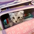 娘が小学校に入学したときは『こんなに小さかった子猫』が、６年後…思わず…