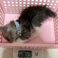 小さなカゴに入る子猫→『数か月後』、同じカゴに入った結果…成長ビフ…