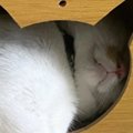 猫ハウスで『くつろぐ猫』を見ると……『独特な使い方』に笑ってしまう人が…