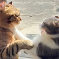 猫の親子が『初めての喧嘩』をした結果…まさかの『攻撃方法』が面白す…