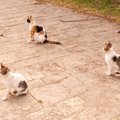 謎多き『猫の集会』構成員は？いつ開催？知っているとおもしろい4つの…