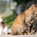 愛猫が『座ったまま寝落ち』してしまう3つの理由　どんなタイプの猫に…