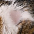 愛猫が『ハゲた』！病気のせい？心因性のもの？考えられる原因5つと対…