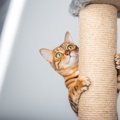 猫のドジかわいい『うっかりハプニング』5選　くすっと笑える、猫たち…