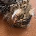 猛暑日、『猫たちの様子』を見ていると…ほっこりする『日常の光景』に癒さ…