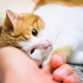 みんなの保護猫物語〜こまちちゃんとの出会い〜